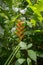 Red heliconia flowers growing in rainforest