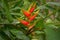 Red heliconia flowers growing in rainforest
