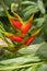 Red heliconia flowers growing in rainforest