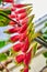 Red Heliconia Flowers in Tropical Conservatory Upward View