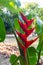 Red Heliconia wagneriana flower.