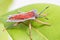 red hemiptera in green nature