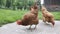 Red hen eating seed. Farm chicken animal feeding