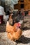 Red hen. Family breeding of laying hens