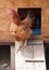 Red hen at wooden chicken coop