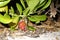 Red hermit crab in a shell under a bush