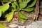 Red hermit crab in a shell under a bush