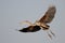 Red heron water bird flight