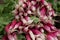 Red hervested radish farmers market