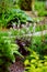 Red heuchera `Chocolate ruffles` planted in combination with hostas