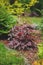 Red heuchera `Chocolate Ruffles` planted in mixed border with yellow spirea