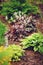 Red heuchera planted in combination with hostas and astilbes