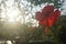 Red hibiscus with background of the rising sun.