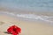 Red hibiscus on the beach