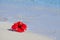 Red hibiscus on the beach