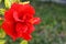 Red hibiscus blossom