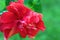 Red Hibiscus Blossom Macro