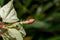 Red hibiscus bud