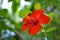 Red hibiscus closeup