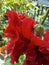 This red hibiscus crown looks still wet after the rain stops.