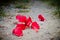 Red Hibiscus falling into the ground