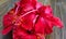 Red Hibiscus florals