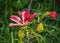 Red Hibiscus Flower