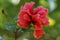 A Red hibiscus flower