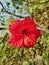 Red hibiscus flower