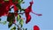 Red hibiscus flower closeup