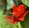 Red Hibiscus Flower closeup lat.- Hibiscus