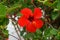 Red hibiscus flower detail blooming in tropical garden