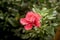 Red hibiscus flower in the evening photography