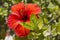 Red hibiscus flower. Exotic flowers in Africa