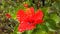 Red Hibiscus Flower Full of Rain Water Blossoming during Rain in Hanalei on Kauai Island, Hawaii.