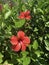 Red hibiscus flower on a green background.