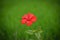 Red hibiscus flower on a green background.