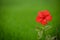 Red hibiscus flower on a green background.