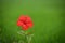 Red hibiscus flower on a green background.