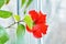 Red hibiscus flower in a greenhouse blooming in winter