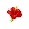 Red hibiscus flower isolated rose of sharon bud