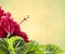 Red hibiscus flower with leaves on yellow background