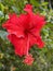 Red Hibiscus Flower with petals or Juba Joba or Thespesia grandiflora Flower