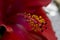 Red Hibiscus flower pistil close up
