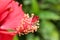 Red hibiscus flower stamen closeup