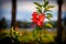 Red hibiscus flower before sunset. Caribbean, Dominican Republic