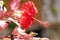 Red Hibiscus flowers are blooming. Choose focus