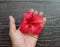Red hibiscus flowers blooming on hand  isolated on wallpaper background closeup.