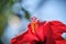 Red Hibiscus flowers China rose,Chinese hibiscus,Hawaiian hibiscus in tropical garden of Tenerife,Canary Islands,Spain.Floral ba.