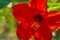 Red Hibiscus flowers China rose,Chinese hibiscus,Hawaiian hibiscus in tropical garden of Tenerife,Canary Islands,Spain.Floral ba.